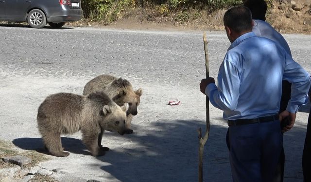  Boz ayılar adeta vatandaşın maskotu oldular