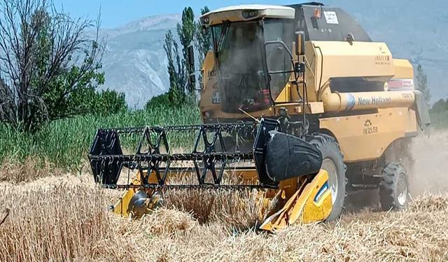 Çitçinin sapı samanı para etmiyor! Tarlaya bırakılıyor