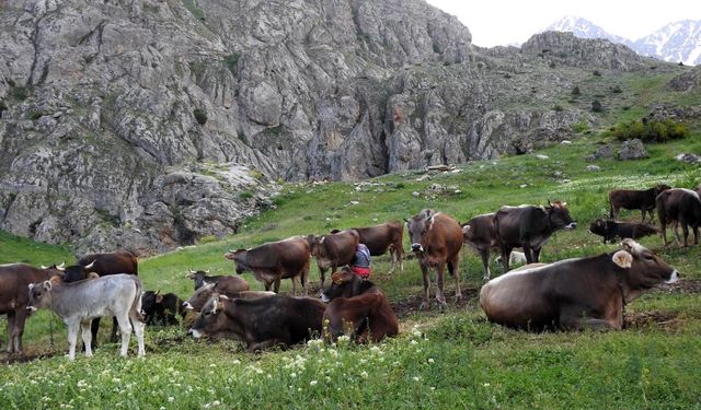 Dağ keçileriyle otlayan inek sürüsü kameraya bir arada yansıdı