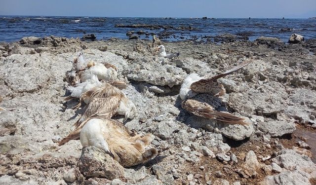 Toplu martı ölümlerinin neyden kaynaklandığı merak ediliyor