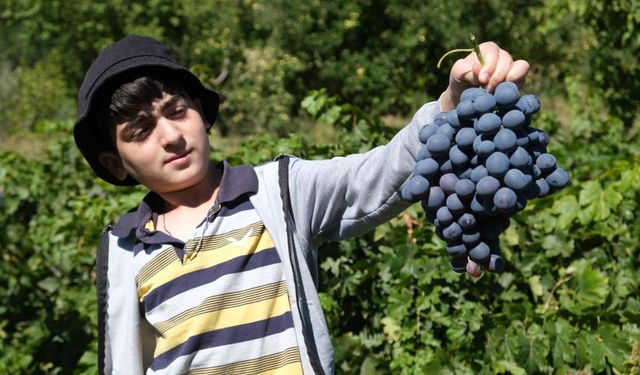 “Cimin üzümünün faydaları saymakla bitmiyor”
