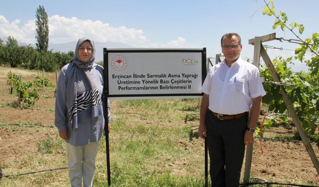 Sarmalık asma yaprağı projesiyle Erzincan’a yeni bir soluk geliyor!