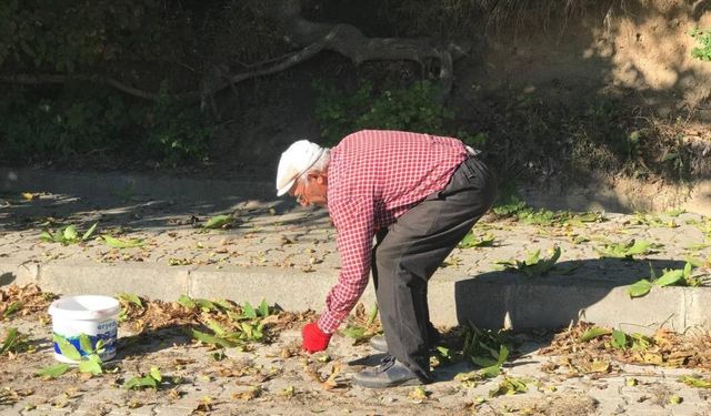 Erzincan’da en vitaminli hasat başladı