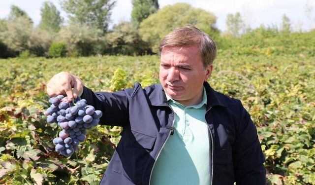Vali Aydoğdu Cimin Üzümü hasadına katıldı! Dünyada sadece Erzincan'da yetişiyor