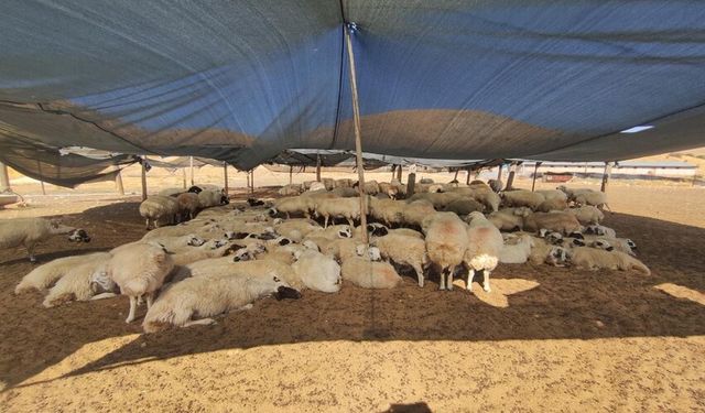Çiftçiler, 40 bin lira maaşa çoban bulamıyoruz?