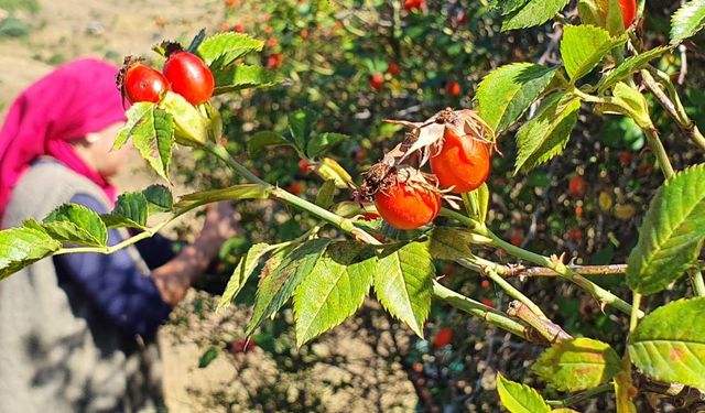 Erzincan'da kuşburnular toplanmaya başlandı