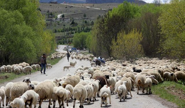 Erzincan'da “Sürüleriyle kilometrelerce yol yürüyorlar”