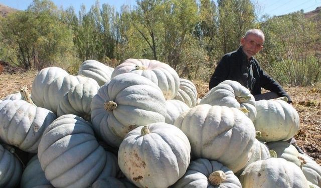 Bayburt'ta Ata tohum ile tonlarca hasat elde etti