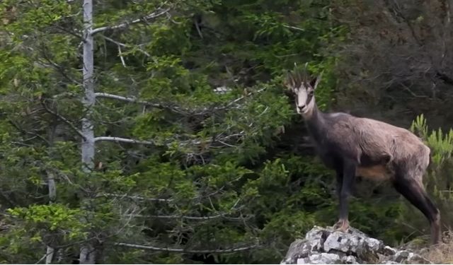 Çengel boynuzlu dağ keçileri dronla muhteşem görüntüleri!