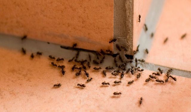 Evdeki karıncalardan kurtulmak için etkili yöntemler nelerdir?