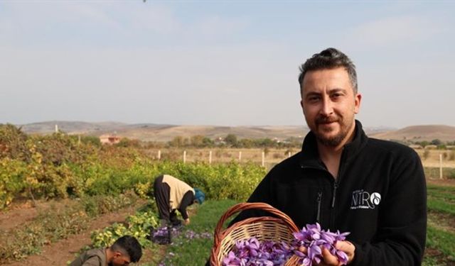 Bu  bitkiyi yetiştiren köşeyi dönüyor! Kilosu 200 Bin Tl'den gidiyor...