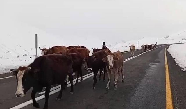 Yaylacıların zorlu dönüş yolculuğu