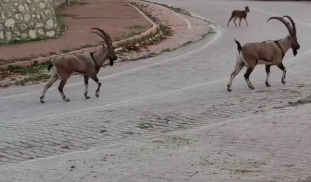 Yaban keçileri şehir merkezinde görüntülendi
