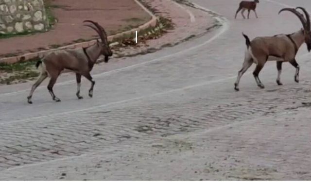Tunceli yaban keçilerinin uğrak yeri  haline geldi!