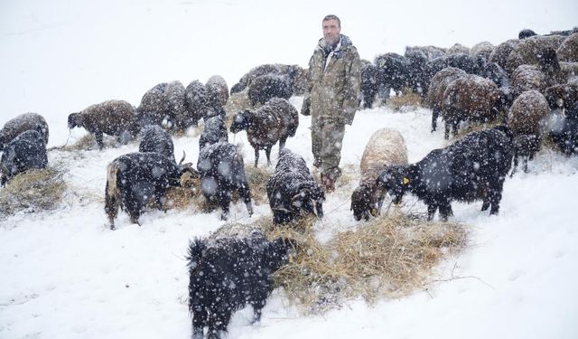 Besicilerin Kış Mesaisi: Dondurucu Soğukta Hayvan Bakımı ve Eşlerin Özverili Destekleri