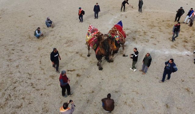 Erzincan olayından dolayı Nazilli’de deve güreşi festivali ertelendi