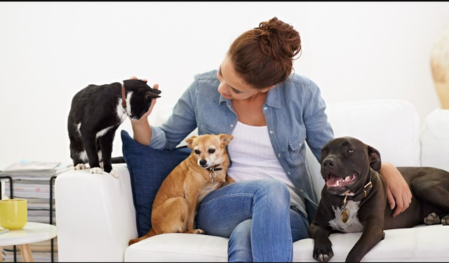 Evcil dostlarınız için stresle savaşın: Altın değerinde 6 öneri!