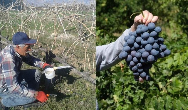 Erzincan’da profesyonel üzüm yetiştiriciliği ve bağcılık eğitim verildi