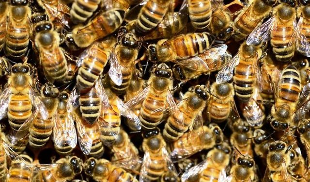 Arı sokmalarına iyi gelecek doğal yöntemler nelerdir?