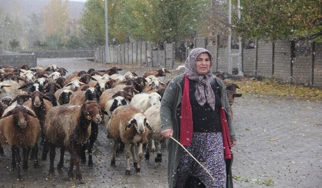 Erzincan'da küçükbaş hayvancılığa devlet desteği devam ediyor