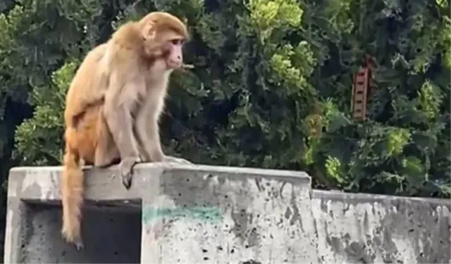 Firari maymun görenleri şoke etti