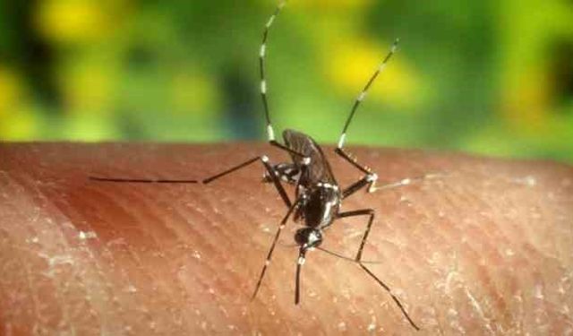Sivrisineklerin bazı insanları daha çok ısırmasının nedenleri nelerdir?