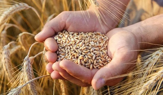 Buğday Fiyatları Merakla Bekleniyor