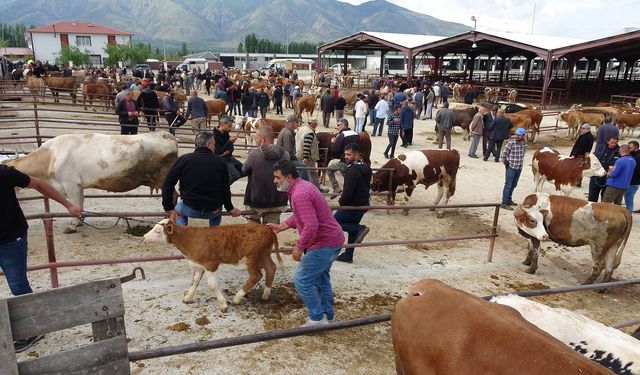 Erzincan hayvan pazarında büyükbaş kurbanlık fiyatları…