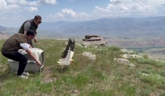 Tedavi edilen yavru akbaba, doğal ortamına özgürlüğüne kavuştu