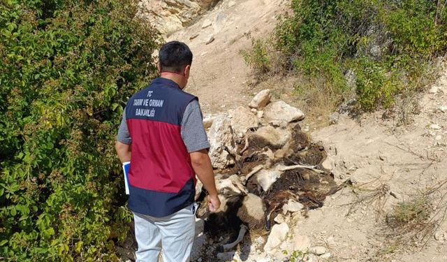 43 koyun kayalıklardan atlayarak telef oldu!