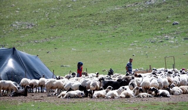 Erzincan 3 bin rakımın bereketinden faydalanıyor