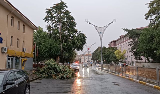Erzincan’da fırtına ağaçları devirdi