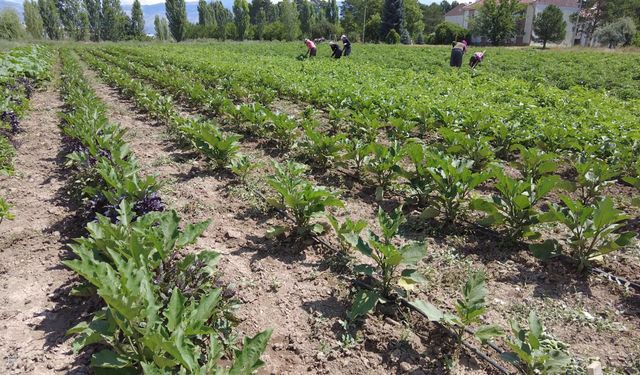 Erzincan’da ÇKS Başvuruları Başlıyor…