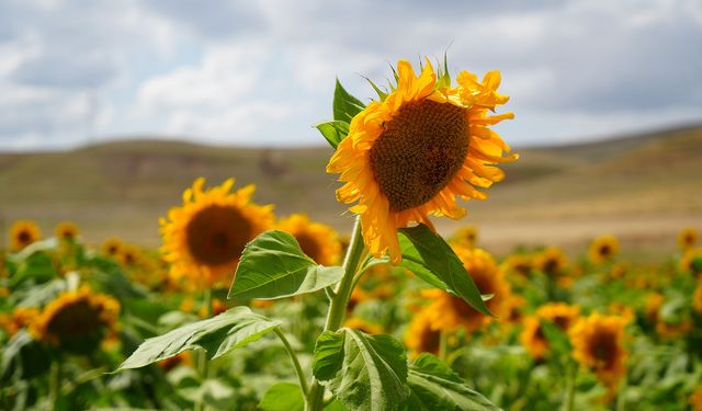 Erzincan'da ayçiçeği tarlaları gün yüzüne çıktı. Faydaları nelerdir?