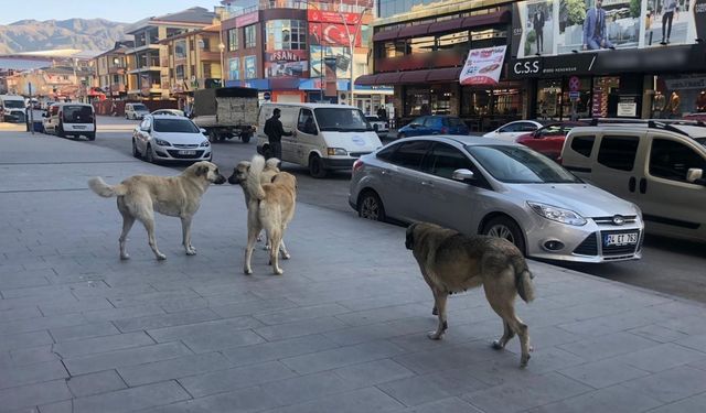 Erzincan’ın çetin sınavı: Başıboş sokak köpekleri