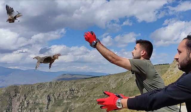 Kelkit’ten alınan 200 kınalı keklik, Karaçay kanyonunda doğaya bırakıldı