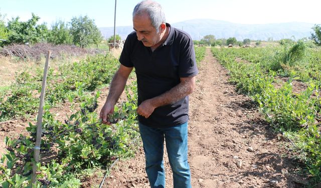 Süper Meyve Erzincan'da Yok Satıyor!