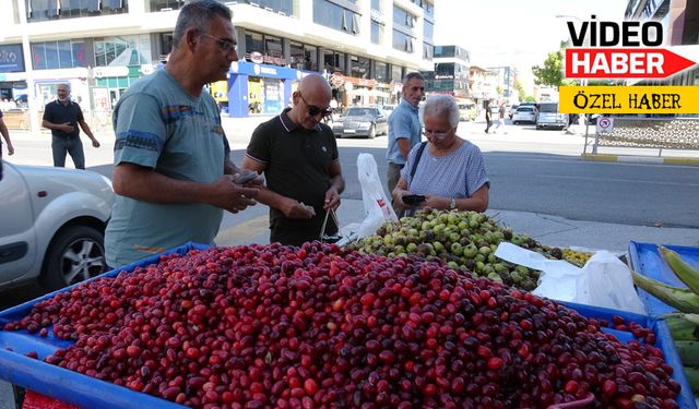 Kızılcık, ahlat ve alıç Erzincan’da çıktı. İşte fiyatları