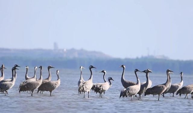 Turnaların kış göçü başladı