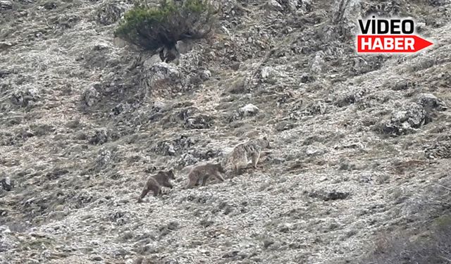 Kış uykusu öncesi doğada yavrularıyla gezinen ayı görüntülendi