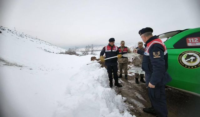 Tavuklara saldıran Vaşağa Erzincan Jandarmasından Şefkât...