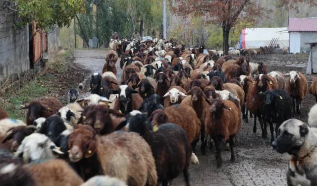 Erzincan’da Hayvancılığın Geleceğinde 6 Dev Proje: Büyük Randevu 22 Mart’ta!