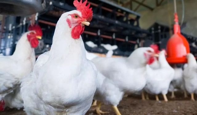Tarım Bakanlığı ünlü markanın ürünlerini toplatıyor! Çok tehlikeli