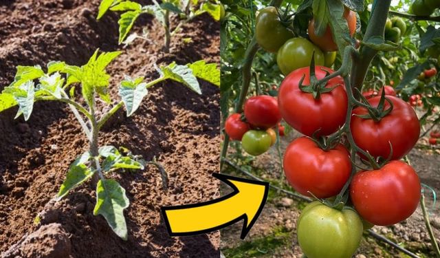 Erzincanlılar domateslerinizin yanına bunu ekerseniz verimi katlarsınız