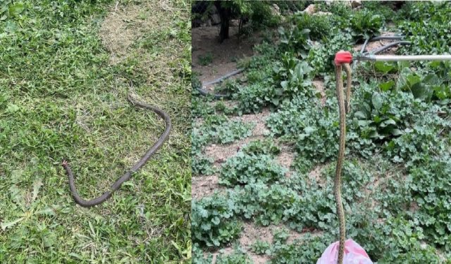 Erzincanlılar bahçenizde bu işaretler varsa dikkat!