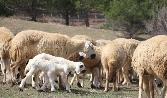 Desteklemelerle et fiyatları ucuzlayacak mı?