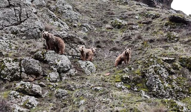Pülümür'den Erzincan'a dikkat gerektiren haber geldi