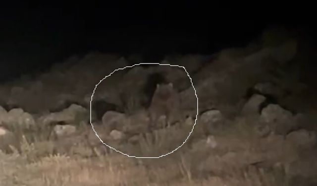 Erzincan’da bir aile ayı görüntülendi