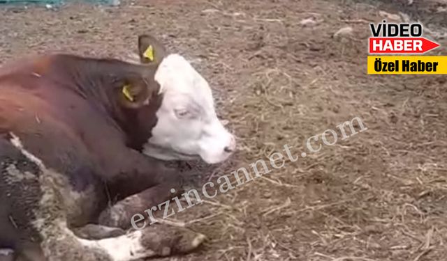 Erzincan’da sıra dışı bir görüntü