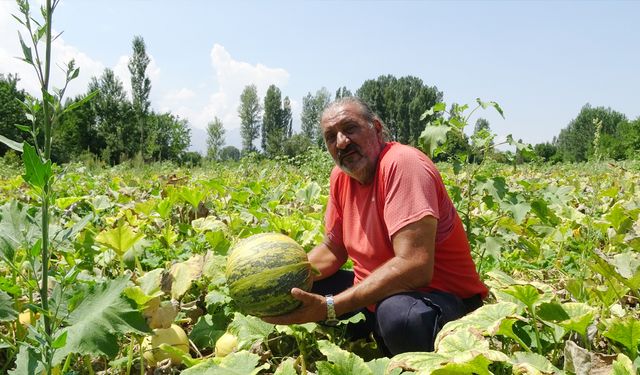 Erzincan’da şeker pancarına alternatif ürün